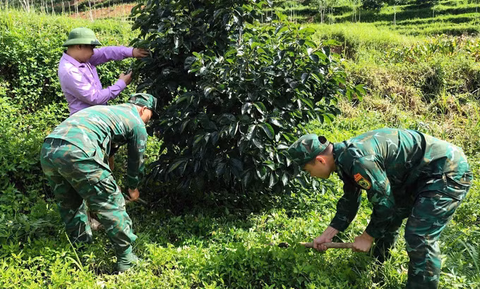 Cán bộ, chiến sĩ Đồn Biên phòng Nghĩa Thuận (tỉnh Tuyên Quang) hỗ trợ người dân chăm sóc vườn hồng không hạt - cây trồng mang lại thu nhập ổn định cho nhiều hộ dân vùng biên. Ảnh: Hoàng Chính/TTXVN phát