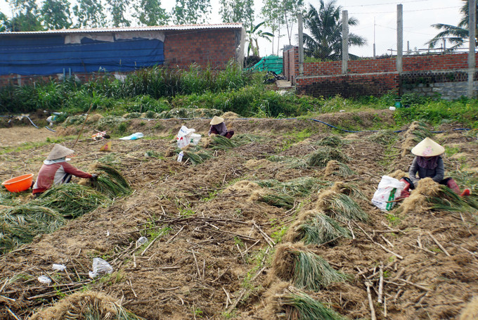 Người dân Hội Sơn thu hoạch kiệu.
