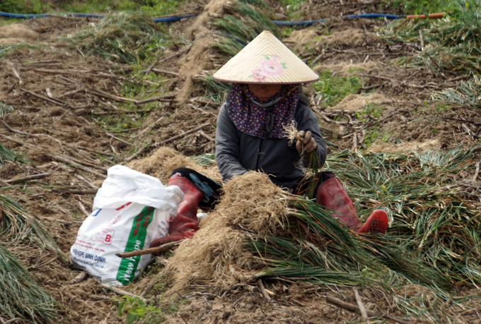 Người dân Hội Sơn thu hoạch kiệu.