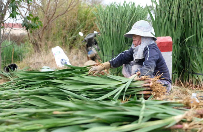 Phân loại, đóng hoa ngay tại vườn để kịp chuyển đến các vựa thu mua.