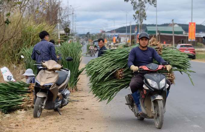 Nhà vườn chở hoa lay ơn đến các vựa thu mua để đóng gói, chuyển lên xe tải, chở đi tiêu thụ tại các tỉnh.