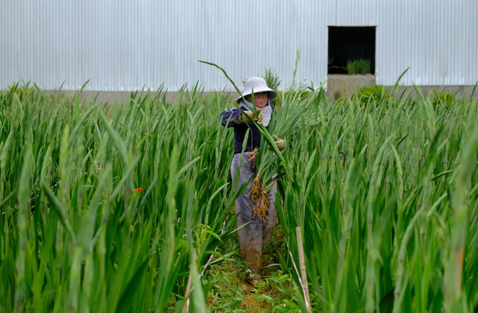 Người dân làng hoa lay ơn Hiệp An (xã Hiệp Thạnh, tỉnh Lâm Đồng) thu hoạch hoa để cung ứng cho thị trường Tết Nguyên đán 2026.