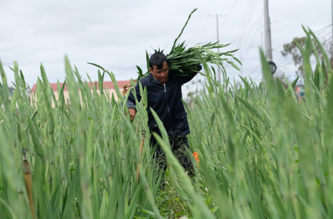 Người dân làng hoa lay ơn Hiệp An (xã Hiệp Thạnh, tỉnh Lâm Đồng) thu hoạch hoa để cung ứng cho thị trường Tết Nguyên đán 2026.