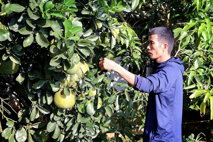 Chăm sóc giống bưởi mới tại hộ gia đình.