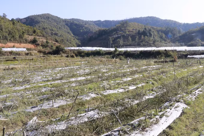 Hơn 2,5 ha ớt của người dân Púng Luông bị chết do sương muối.
