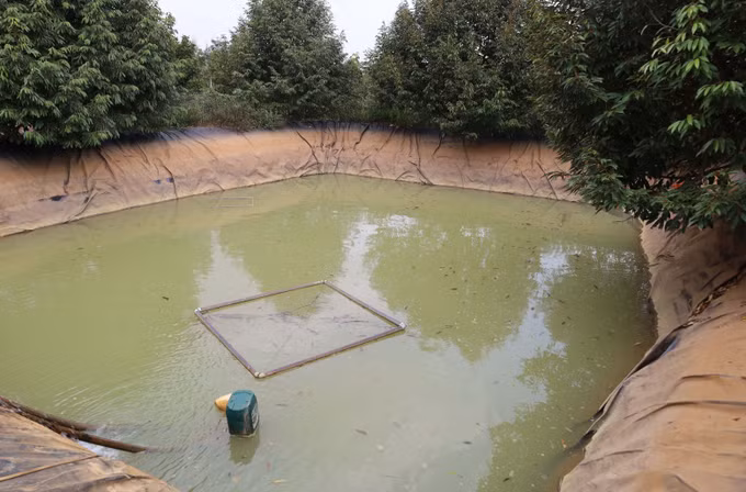 Nhiều hộ dân trên địa bàn xã Nghĩa Trung đào hồ bạt nhân tạo để trữ nước tươi tiêu, nhưng vẫn xảy ra tình trạng thiếu hụt nước nghiêm trọng. Ảnh: Đậu Tất Thành/TTXVN