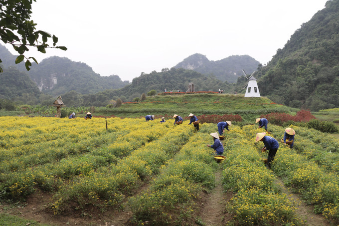 Một số loài hoa được thu hoạch, chế biến thành sản phẩm phục vụ trải nghiệm ẩm thực góp phần làm phong phú thêm bản sắc du lịch sinh thái của Ninh Bình.