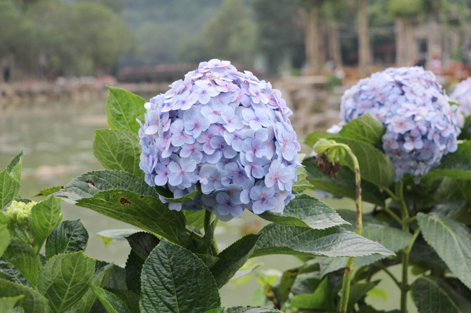 Hoa cẩm tú cầu khoe sắc tại Khu du lịch sinh thái Thung Nham, tỉnh Ninh Bình.