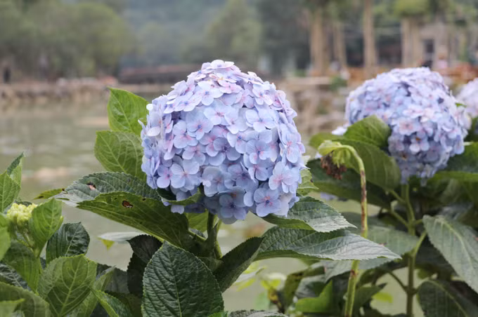 Hoa cẩm tú cầu khoe sắc tại Khu du lịch sinh thái Thung Nham, tỉnh Ninh Bình.
