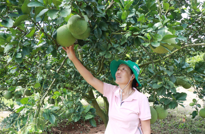 Chị Trần Kim Hoa kiểm tra vườn bưởi sản xuất theo hướng nông nghiệp hữu cơ.