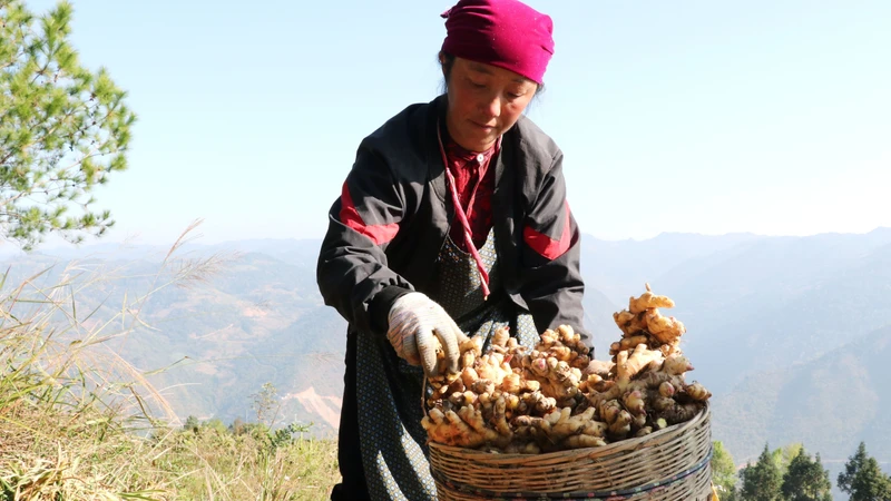 Ổn định sinh kế trên nương đá vùng cực Bắc