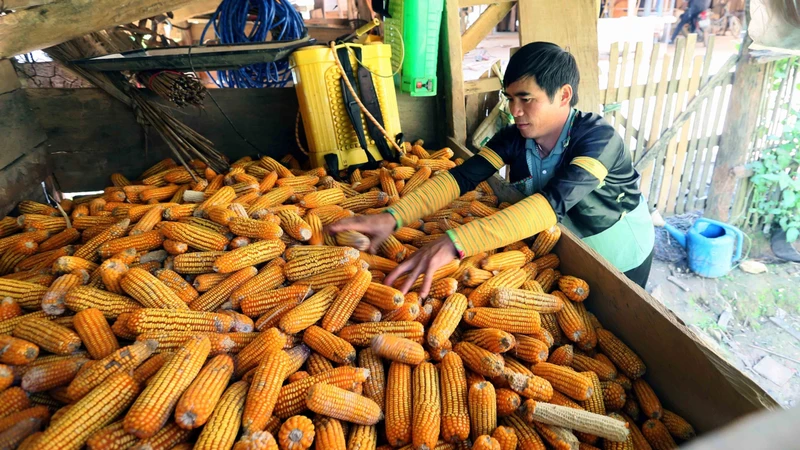 Đồng bào Mông ở Bản Hua Chiến vươn lên phát triển kinh tế