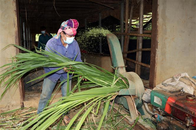 Thành viên một hợp tác xã tại huyện Mai Sơn cắt cỏ phục vụ chăn nuôi bò. Ảnh: Hữu Quyết - TTXVN