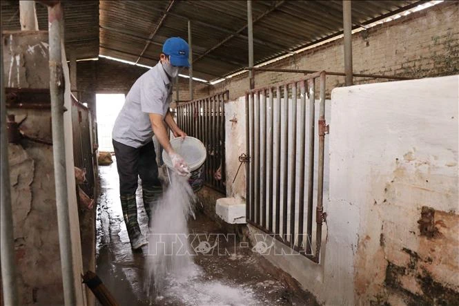 Đã có 20 tỉnh, thành tái phát dịch tả lợn châu Phi 