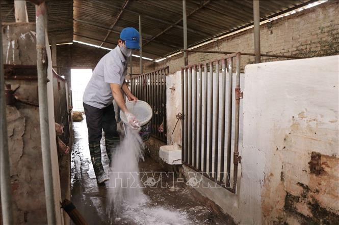 Đã có 20 tỉnh, thành tái phát dịch tả lợn châu Phi 