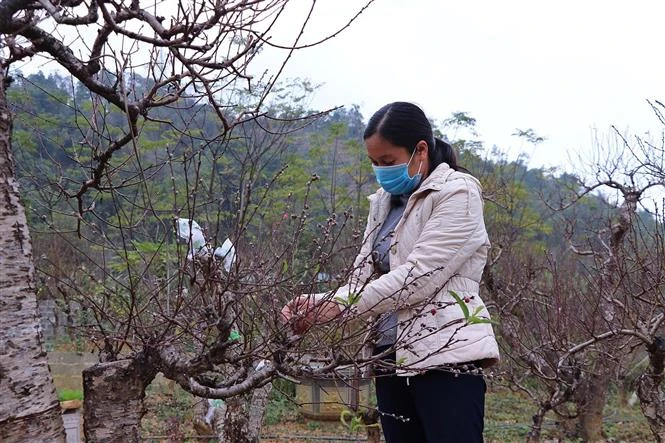 Người dân xã Toàn Sơn, huyện Đà Bắc, cắt tỉa cây đào cổ, chuẩn bị cho dịp Tết Nguyên đán. Ảnh: Thanh Hải - TTXVN