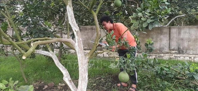 Trồng bưởi hữu cơ theo hướng sản xuất an toàn, bền vững ở thị xã Phú Mỹ 