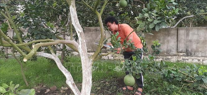 Trồng bưởi hữu cơ theo hướng sản xuất an toàn, bền vững ở thị xã Phú Mỹ 