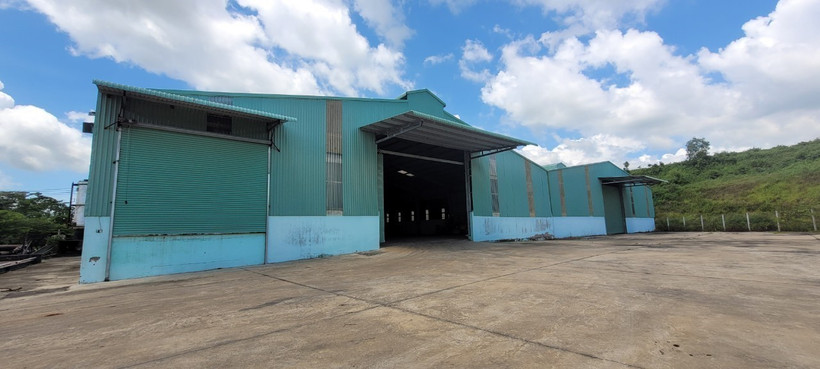 Doanh nghiệp thu mua cầm chừng, người dân trồng ngô huyện Châu Đức thiệt hại