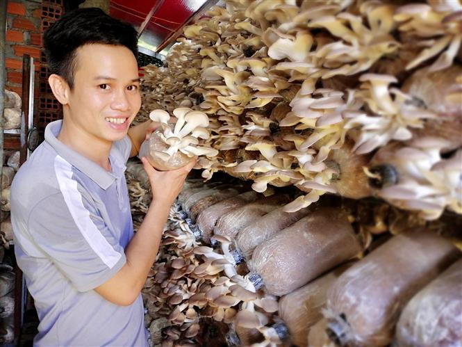 Anh Nguyễn Xuân Truyện đạt doanh thu hàng năm trên 10 tỷ đồng, tạo việc làm thu nhập ổn định cho nhiều lao động tại địa phương. Ảnh: Nguyên Linh-TTXVN