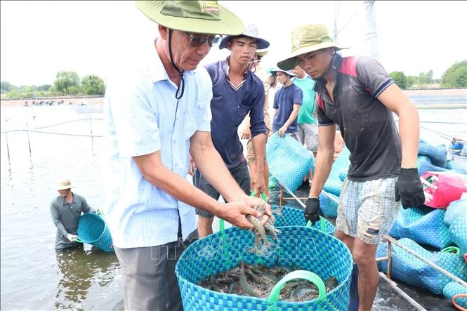 Ông Lê Văn Sấm kiểm tra tôm đang thu hoạch. Ảnh: Huỳnh Phúc Hậu - TTXVN