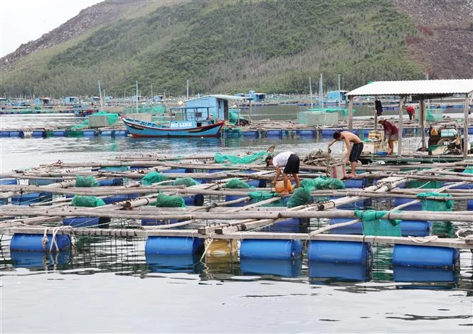 Lồng bè nuôi tôm hùm trên Vịnh Xuân Đài, thị xã Sông Cầu, Phú Yên. Ảnh: Phạm Cường-TTXVN