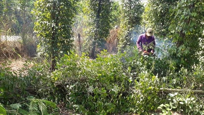 Nhiều diện tích vườn tiêu ở tỉnh Bình Phước bị cưa bỏ để trồng cây khác. Ảnh: K gửiH - TTXVN