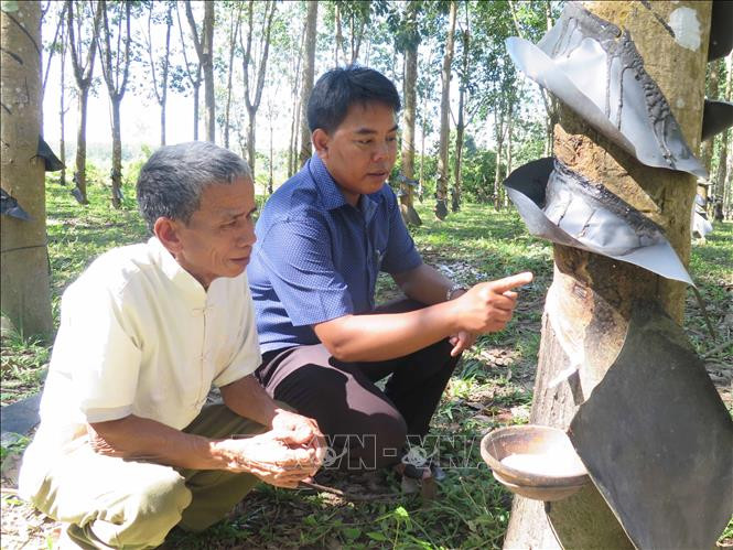 Chính quyền xã Mô Rai (Sa Thầy, Kon Tum) thăm vườn cao su của người dân Rơ Măm. Ảnh: Dư Toán – TTXVN