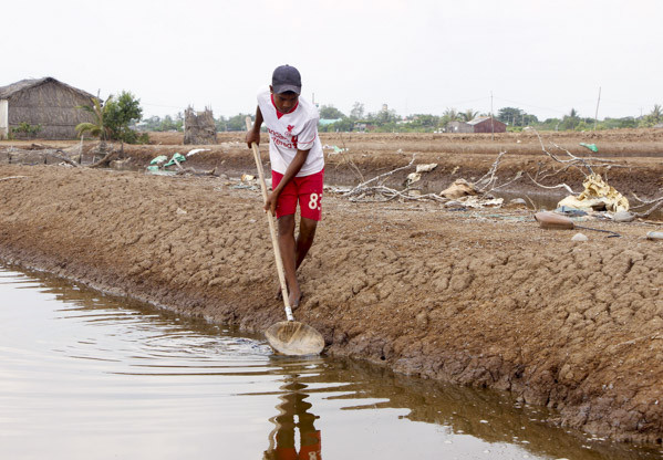 Sau khi thả giống artemia từ 15 đến 20 ngày, nông dân tiến hành thu trứng. Ảnh: baosoctrang.org.vn