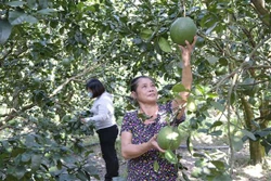 Nỗ lực giảm nghèo ở huyện miền núi Khánh Vĩnh, Khánh Hòa