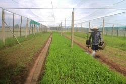 Chăm sóc vườn rau muống trồng trong nhà lưới tại xã Ngũ Lạc, huyện Duyên Hải (Trà Vinh). Ảnh: Thanh Hoà - TTXVN