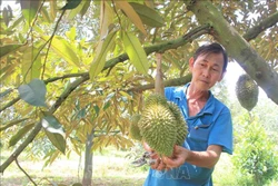 Nguồn vốn chính sách góp phần chống tái nghèo tại vùng đồng bào thiểu số ở Bình Phước