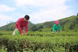 Người dân huyện Tân Uyên chú trọng phát triển chè hữu cơ, đem lại giá trị kinh tế cao. Ảnh: Đinh Thùy-TTXVN