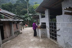 Bà con ở xã Cô Ngân (Hạ Lang, Cao Bằng) chủ động dự trữ thức ăn cho đàn trâu. Ảnh: Chu Hiệu - TTXVN