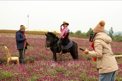 Du khách tạo dáng chụp ảnh lưu niệm tại cánh đồng hoa ở thị xã Thái Hòa (Nghệ An). Ảnh: Văn Tý - TTXVN