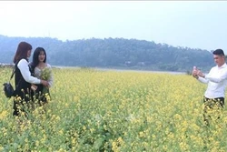 Cánh đồng hoa cải ven sông ở xã Hoằng Lý thu hút du khách