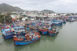 Tàu cá của ngư dân Ninh Thuận và các tỉnh, thành vào neo đậu tại cảng Ninh Chữ (huyện Ninh Hải, Ninh Thuận). Ảnh: Nguyễn Thành – TTXVN