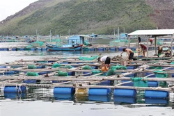 Lồng bè nuôi tôm hùm trên Vịnh Xuân Đài, thị xã Sông Cầu, Phú Yên. Ảnh: Phạm Cường-TTXVN