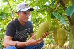 Vườn mít của ông Ngô Văn Trang . Ảnh: Nhựt An - TTXVN 