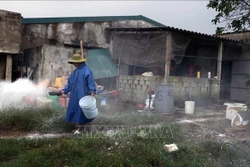 Hộ chăn nuôi rắc vôi bột diệt khuẩn, vệ sinh môi trường. Ảnh: Công Tường-TTXVN