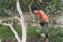 Trồng bưởi hữu cơ theo hướng sản xuất an toàn, bền vững ở thị xã Phú Mỹ 
