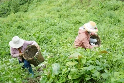 Người dân bản Chua Ta A, xã Tìa Dình (huyện Điện Biên Đông, tỉnh Điện Biên) thu hoạch bí xanh. Ảnh: Xuân Tư - TTXVN