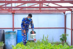 Vườn rau xanh của các chiến sĩ đem lại sức sống mới cho quân và dân trên đảo Sinh Tồn Đông. Ảnh: Ngọc Đức