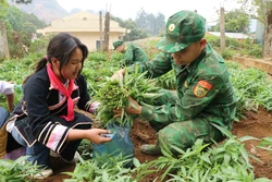 Các em học sinh cùng các chiến sĩ thu hoạch rau muống tại mô hình “Vườn rau sạch cho bé” của Đồn biên phòng Huổi Luông (huyện Phong Thổ, tỉnh Lai Châu). Ảnh: Nguyễn Oanh - TTXVN