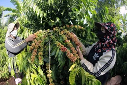 Thu hoạch cà phê ở hộ nông dân Jat, thôn Brônngoai, xã Iapết, huyện Đắk Đoa. Ảnh: Vũ Sinh - TTXVN
