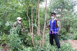 Trưởng thôn Yôh (bên phải) chăm sóc rẫy bời lời gần 3ha mới chuyển đổi từ diện tích sắn kém hiệu quả. Ảnh: Hồng Điệp - TTXVN