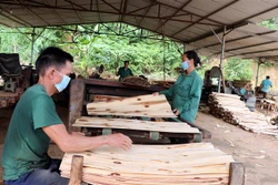 Sản xuất gỗ bóc ở xã Xuân Vân, huyện Yên Sơn (Tuyên Quang). Ảnh: Vũ Quang - TTXVN