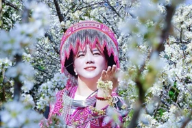 Hoa mận trắng tinh khôi thu hút du khách đến vùng cao Púng Luông