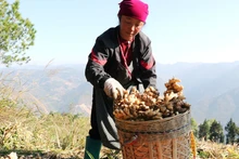 Ổn định sinh kế trên nương đá vùng cực Bắc