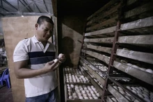 Gìn giữ nguồn gen, phát triển thương hiệu Gà Lạc Thủy